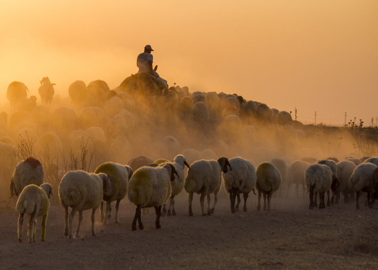 Herd and shepherd Poster och Canvastavla