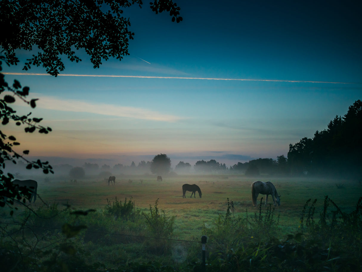 Vor dem Sonnenaufgang. Poster och Canvastavla