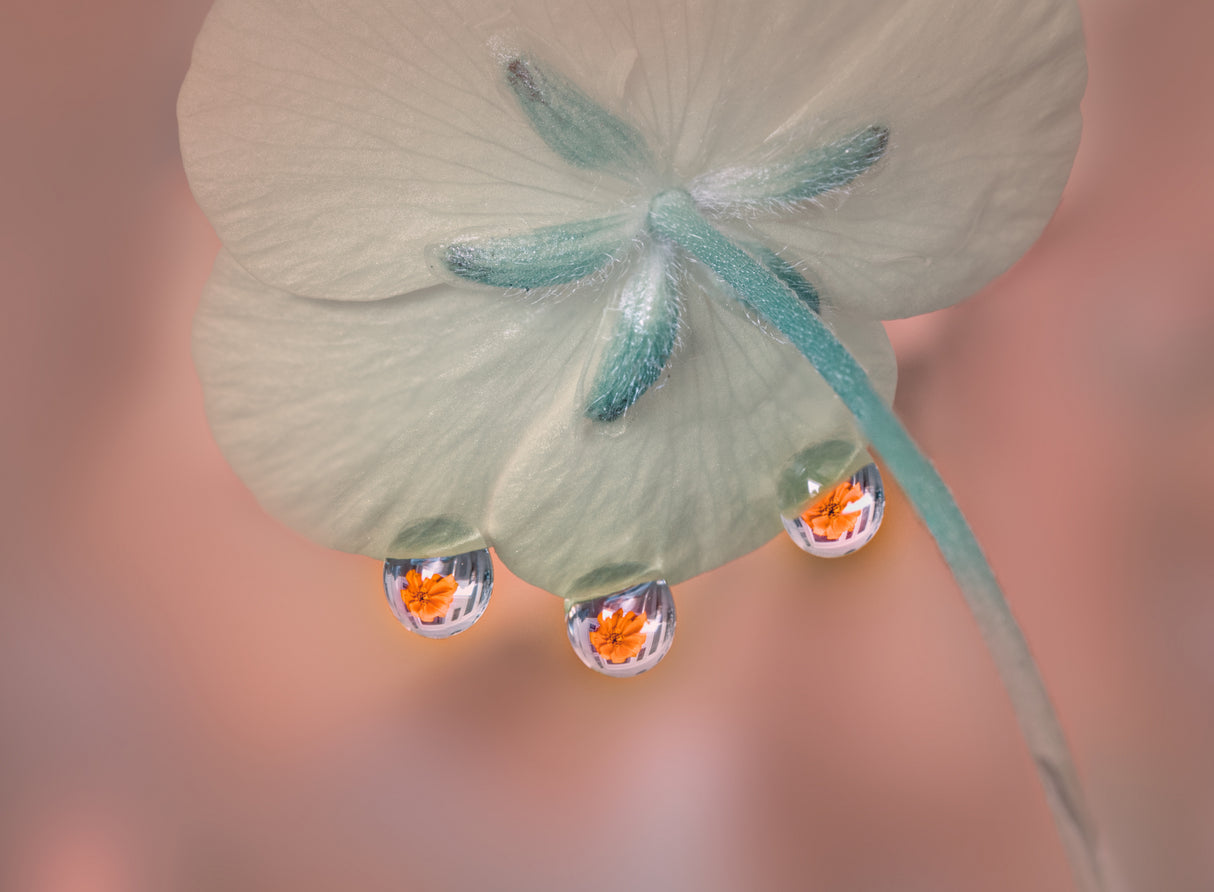 Whisper under flower Poster och Canvastavla