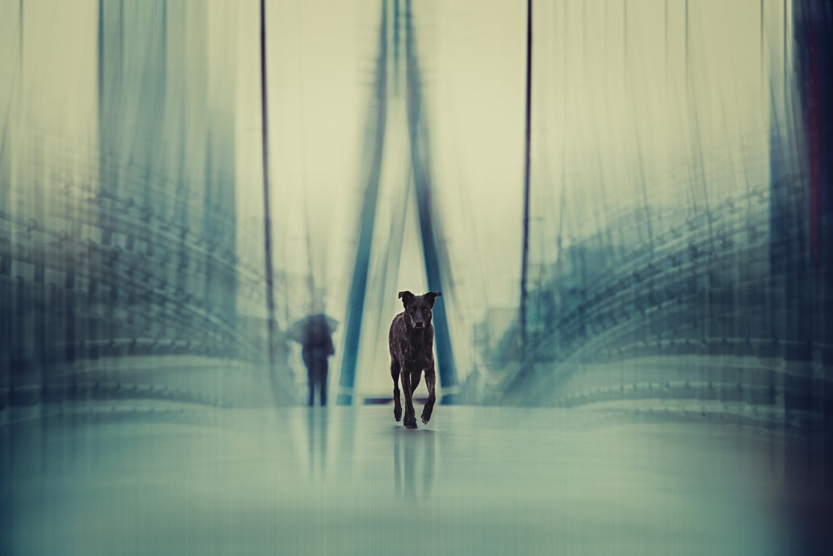 Stay Hungry, Stay Foolish (Steven Jobs) Poster och Canvastavla
