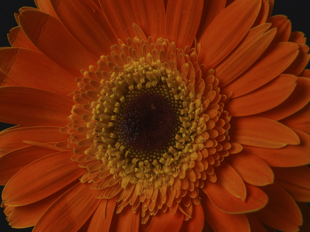 beautiful flower Poster och Canvastavla