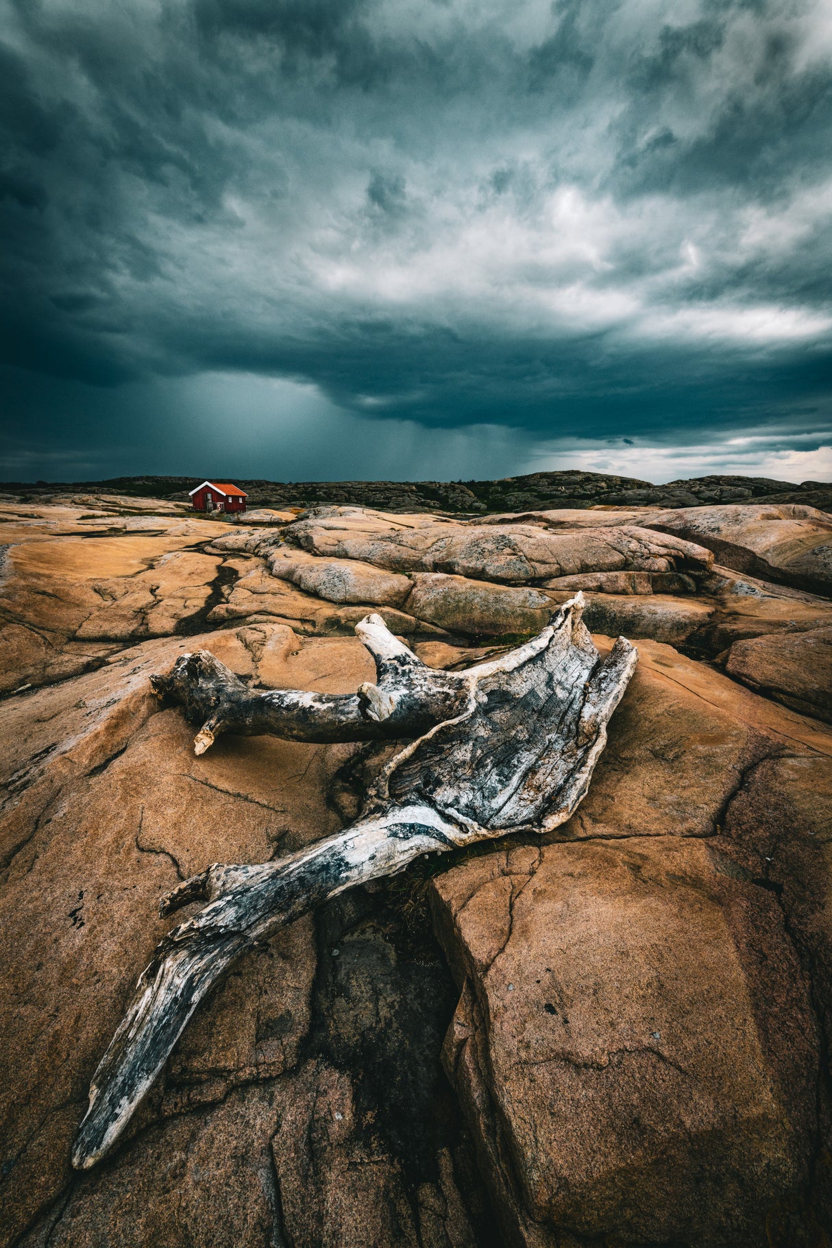 Drift wood Poster och Canvastavla