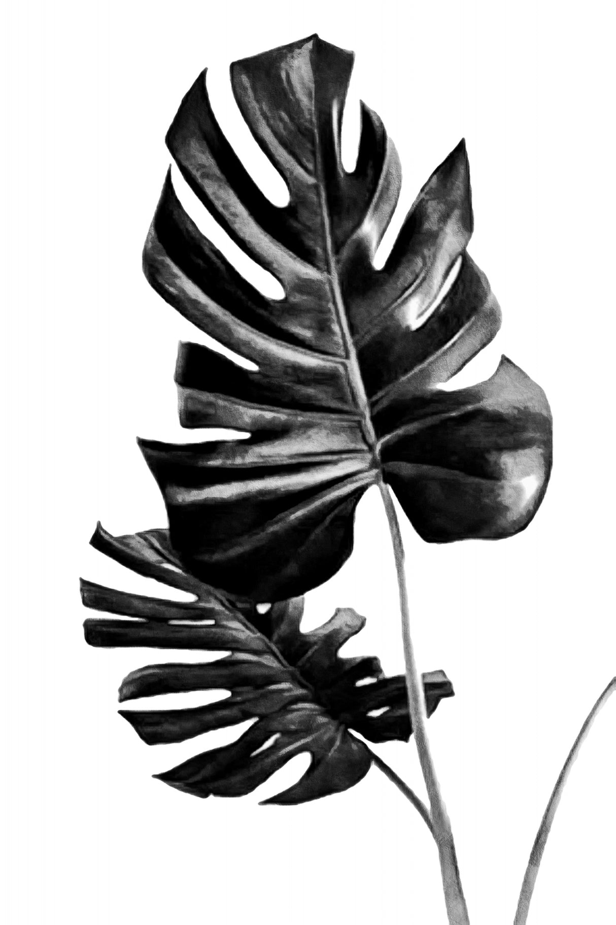 Monstera Black and White 01 Poster och Canvastavla