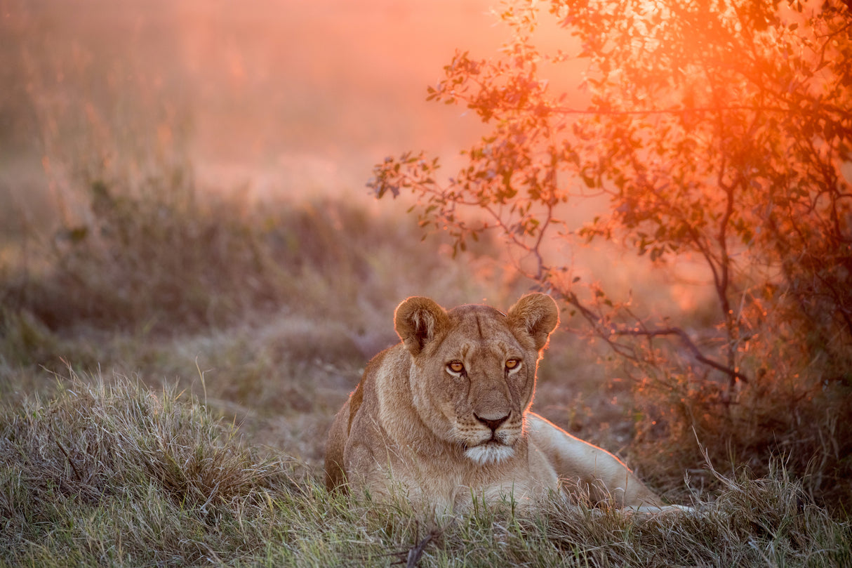 Sunset Lioness Poster och Canvastavla