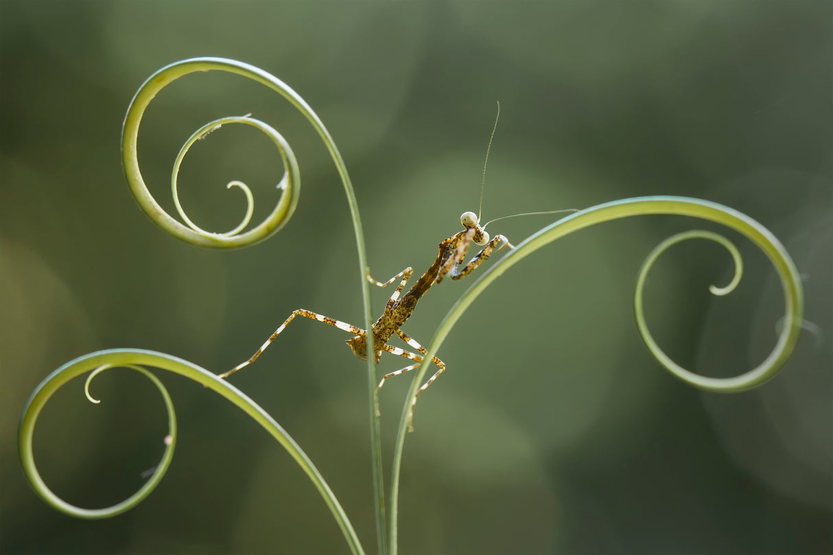 Brown Mantis on Leaf Edge Poster och Canvastavla