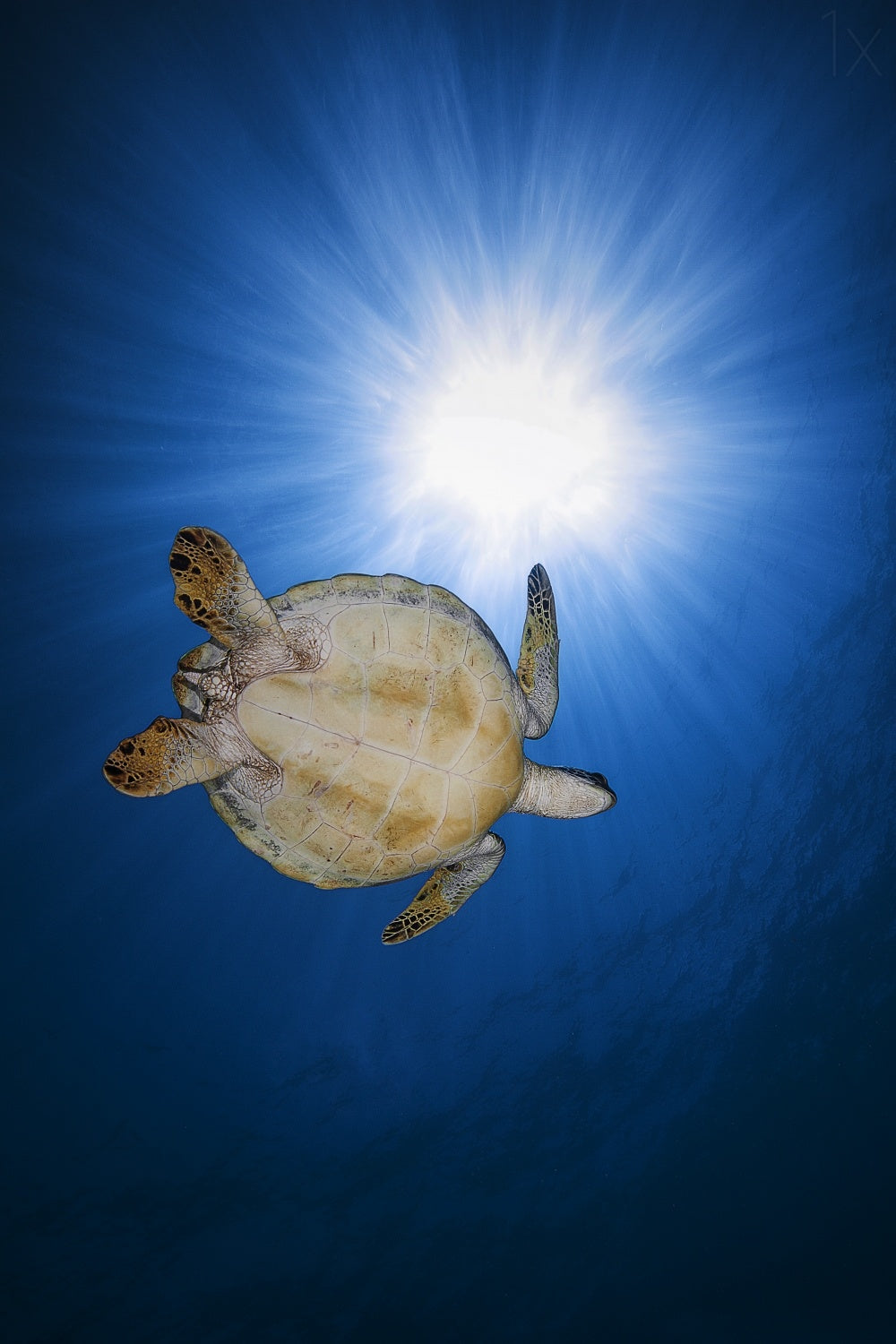 Green turtle Poster och Canvastavla
