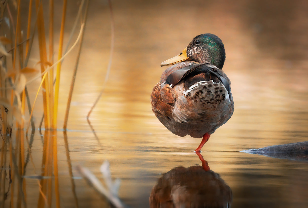 Wild Duck Poster och Canvastavla
