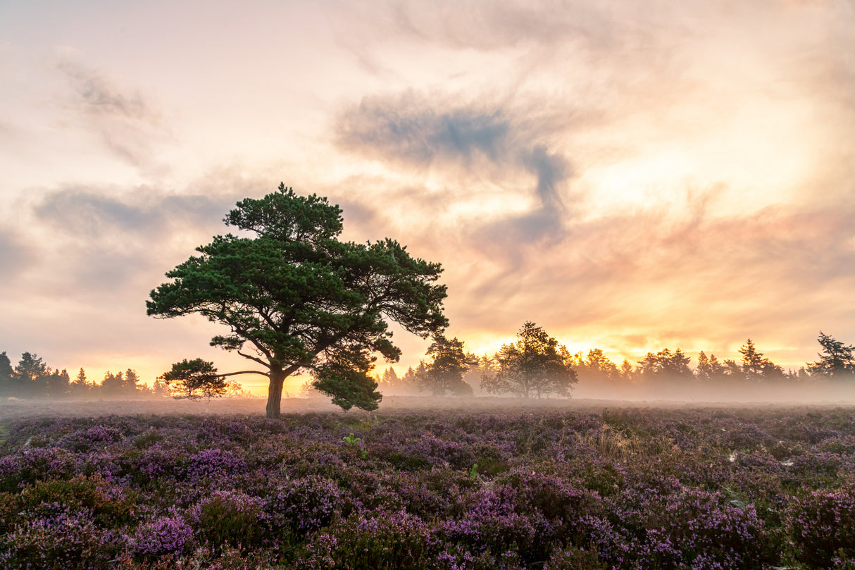 The tree on the heath. Poster och Canvastavla