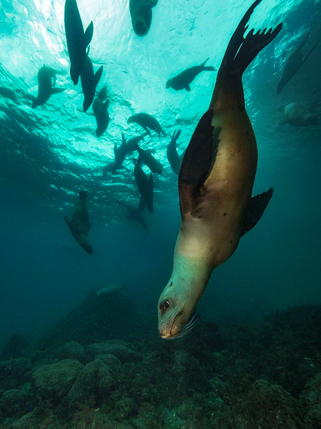 To the deep Poster och Canvastavla