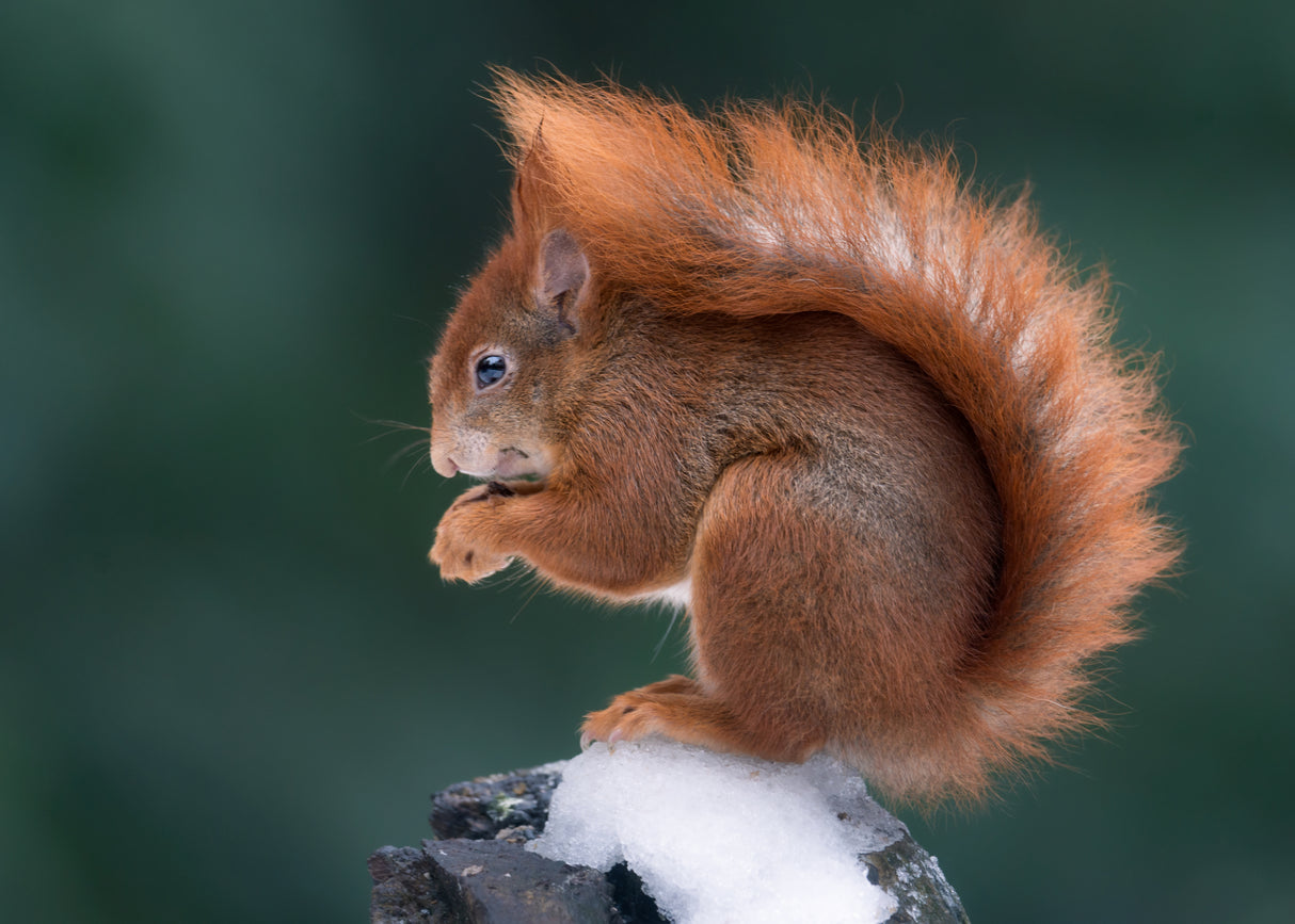 Winter Squirrel Poster och Canvastavla