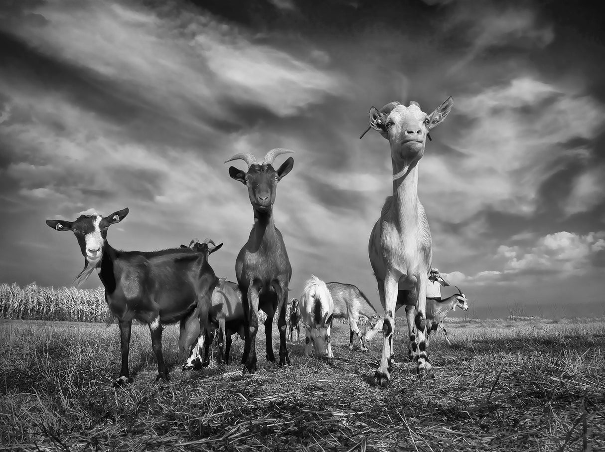 The goats Poster och Canvastavla