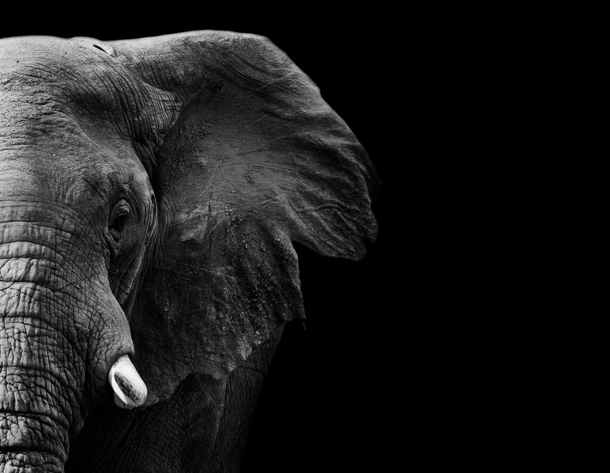 Elephant Poster och Canvastavla