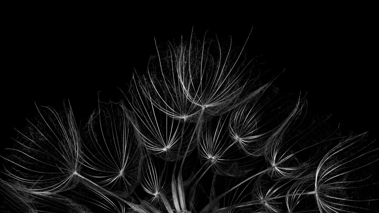 Salsify 2 Poster och Canvastavla