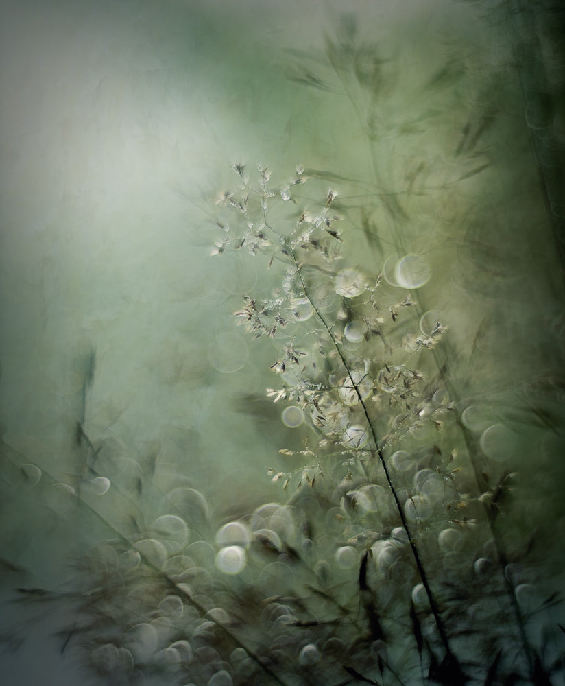 Grasses Poster och Canvastavla