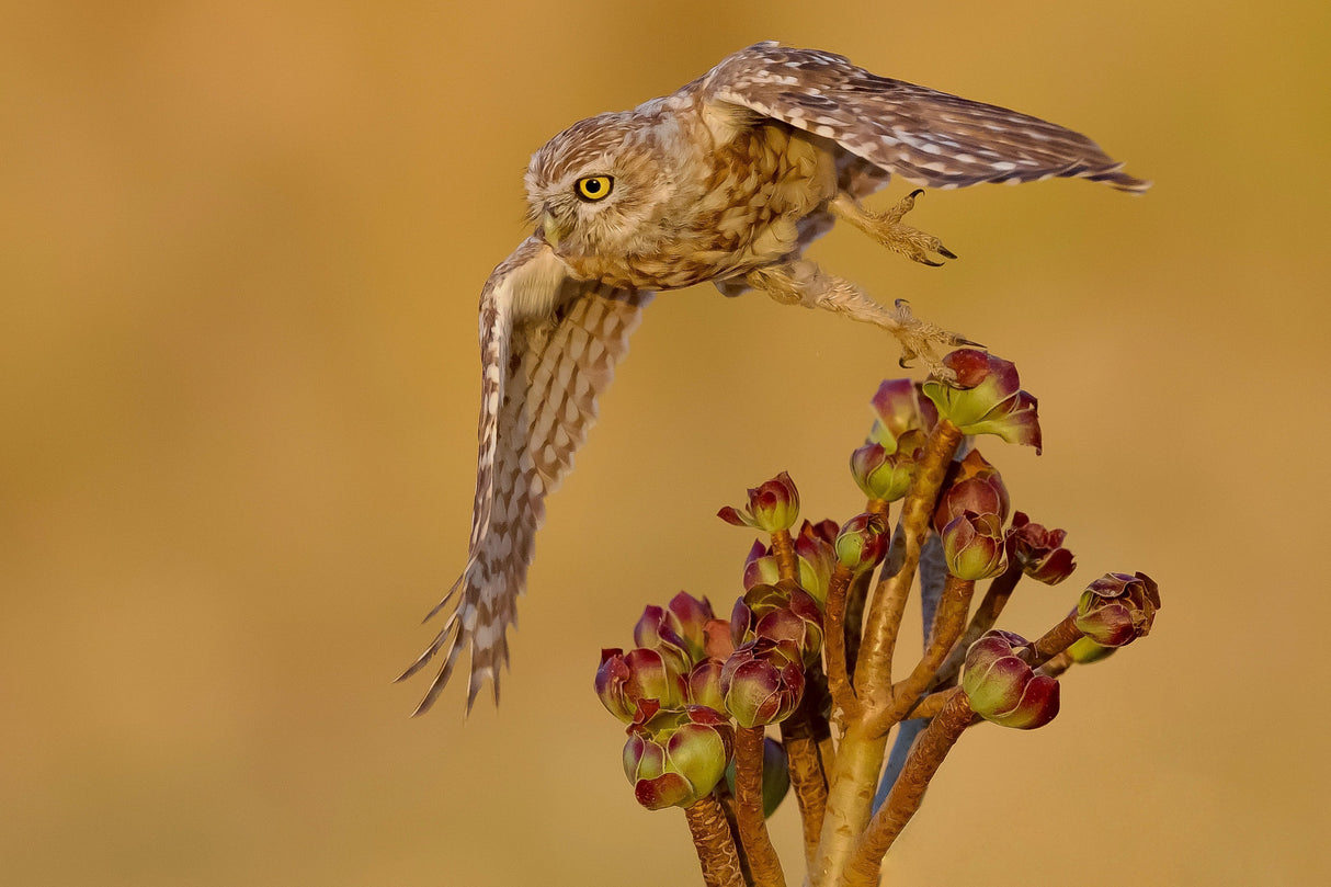 Little owl Poster och Canvastavla