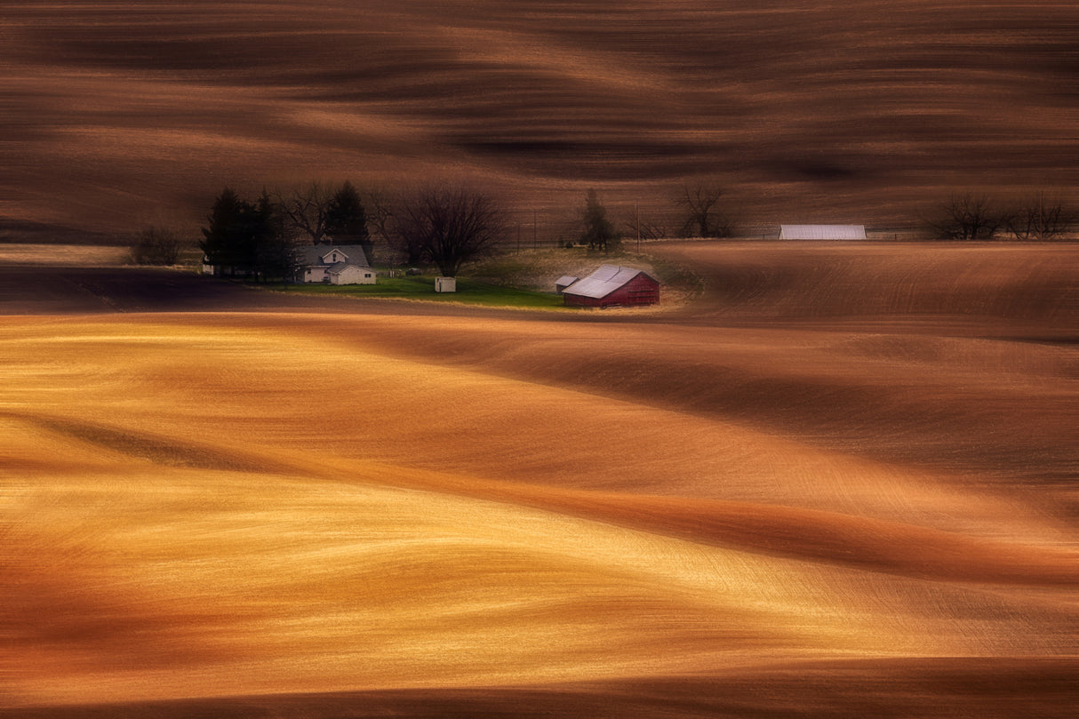 Farmhouse on Golden Fields Poster och Canvastavla