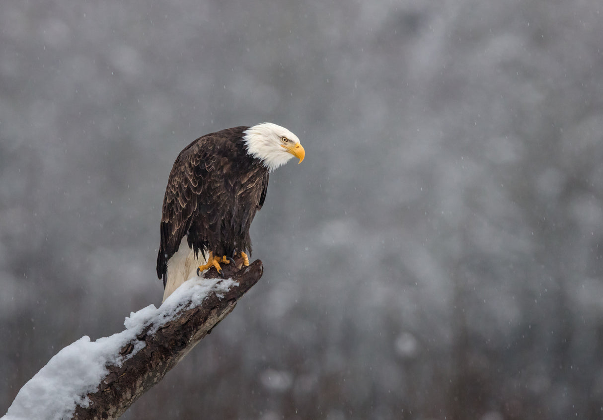 Snow on the Skagit Poster och Canvastavla