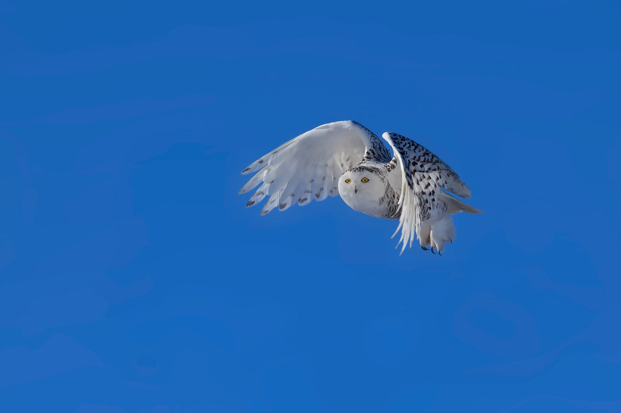 Snowy Owl Poster och Canvastavla