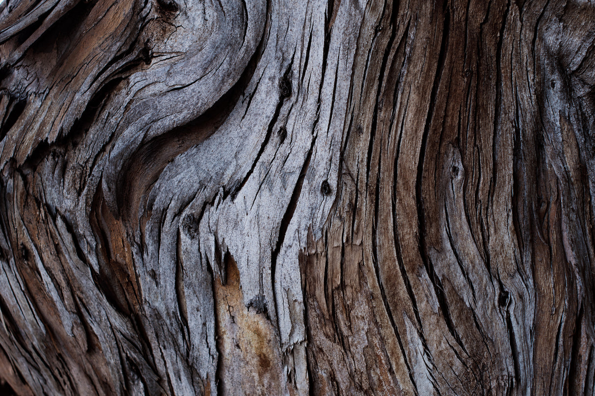 Eucalyptus Texture Poster och Canvastavla
