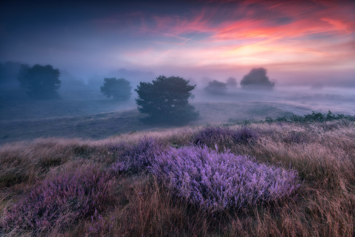 "the colors of heather" Poster och Canvastavla