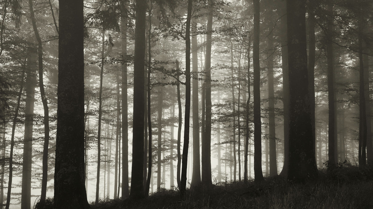 In the wood Poster och Canvastavla