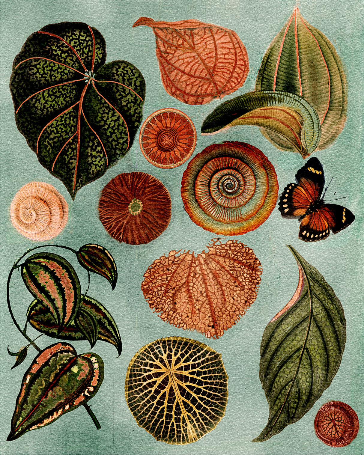 Terracotta Blues Botanical Poster och Canvastavla