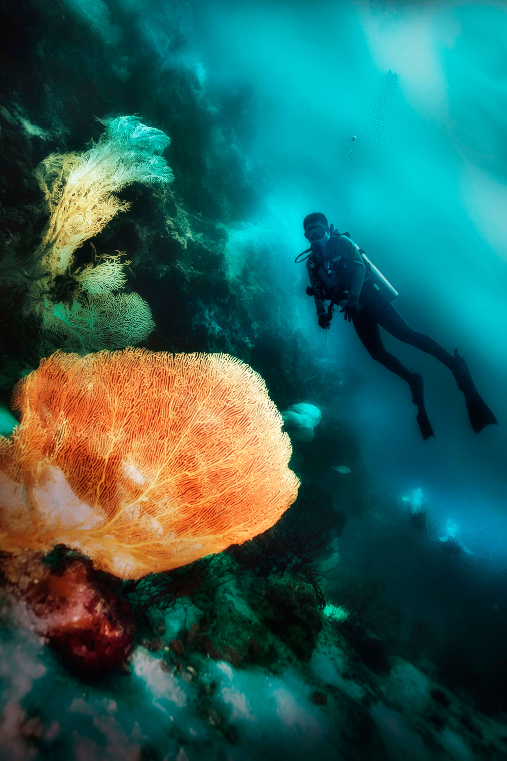 Underwater Beauty Poster och Canvastavla