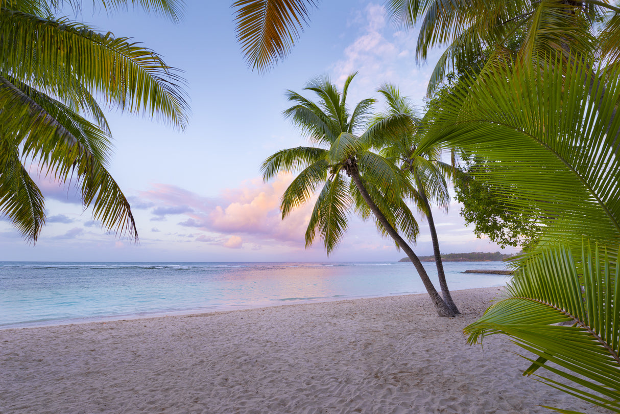 Tropical Beach Poster och Canvastavla