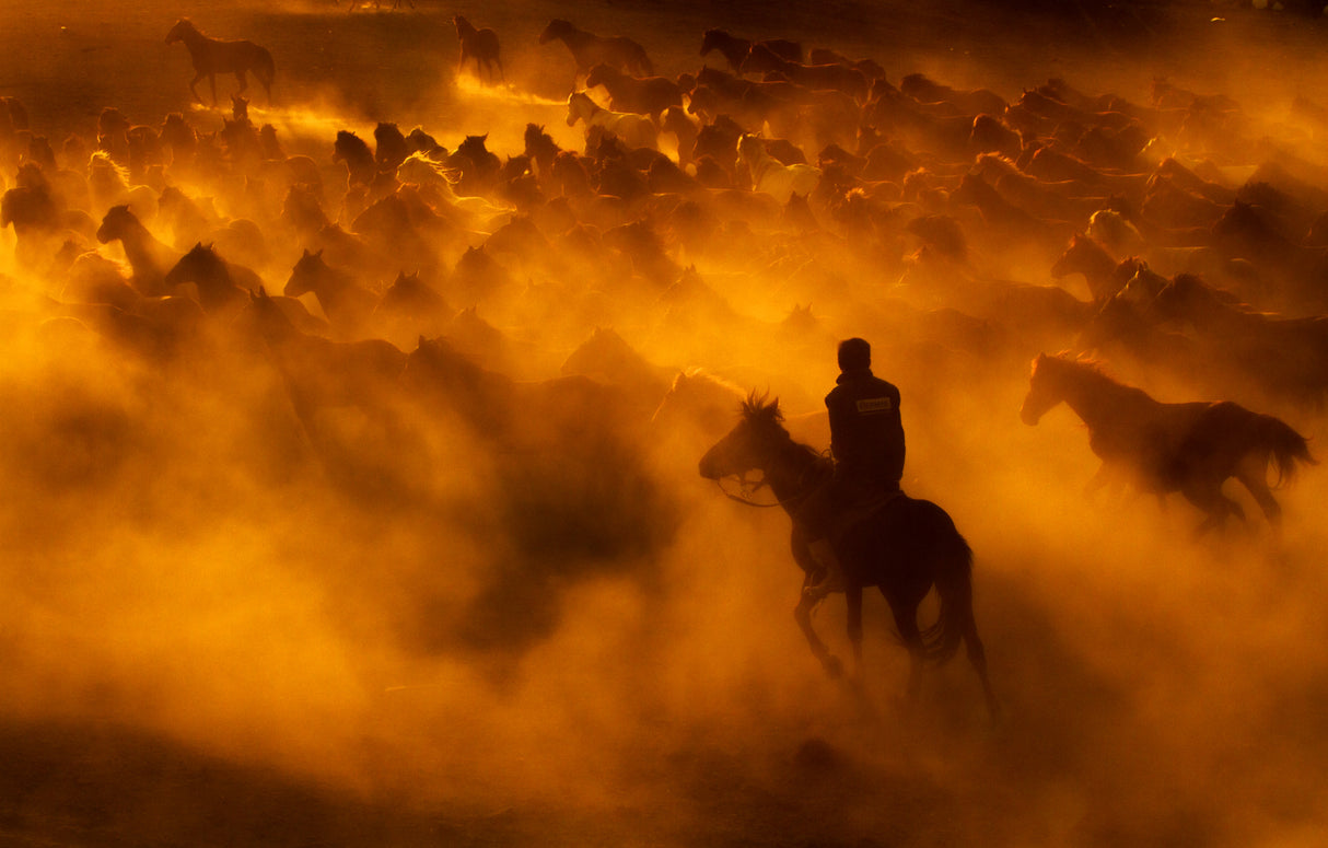 cowboy Poster och Canvastavla