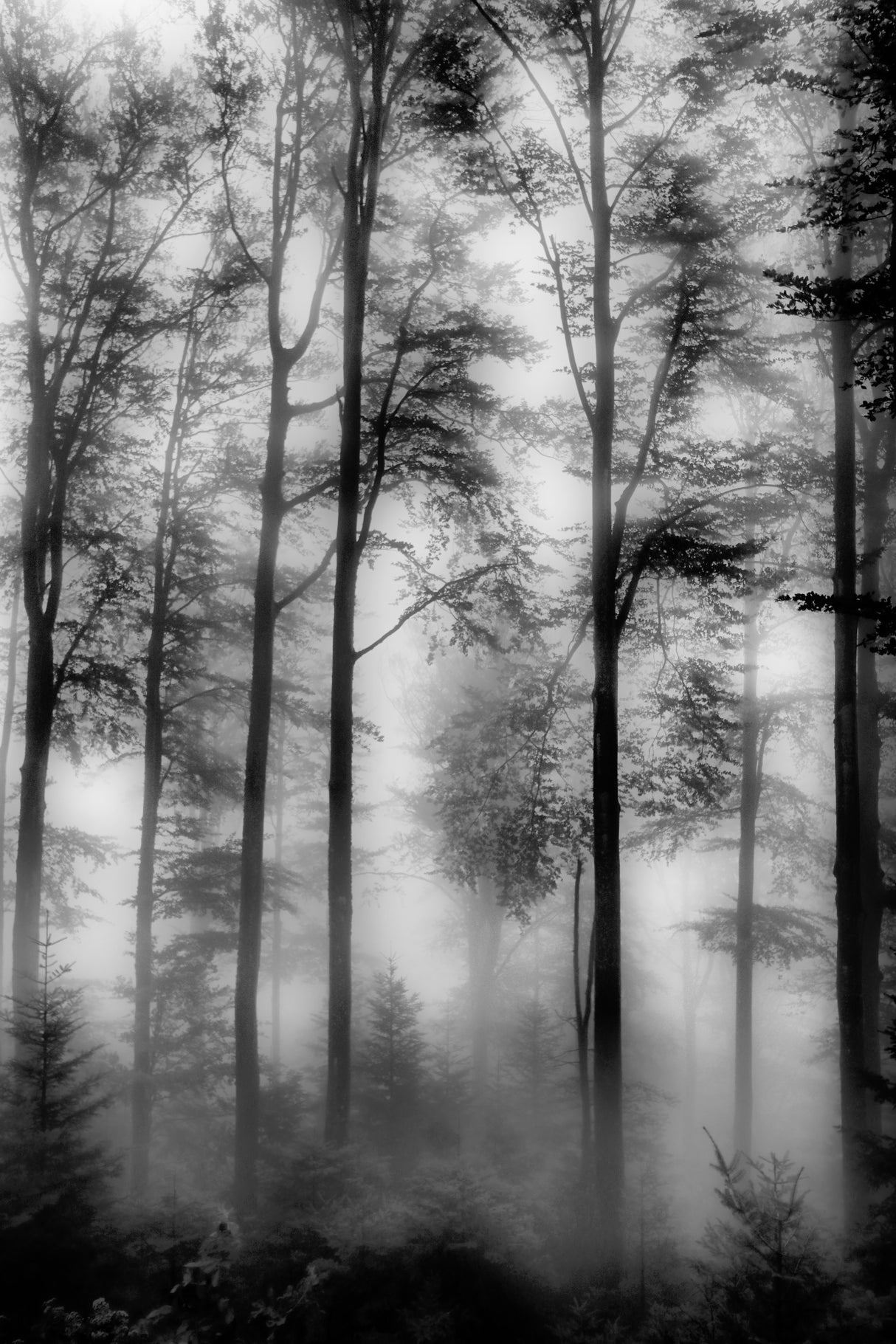 Woods Poster och Canvastavla