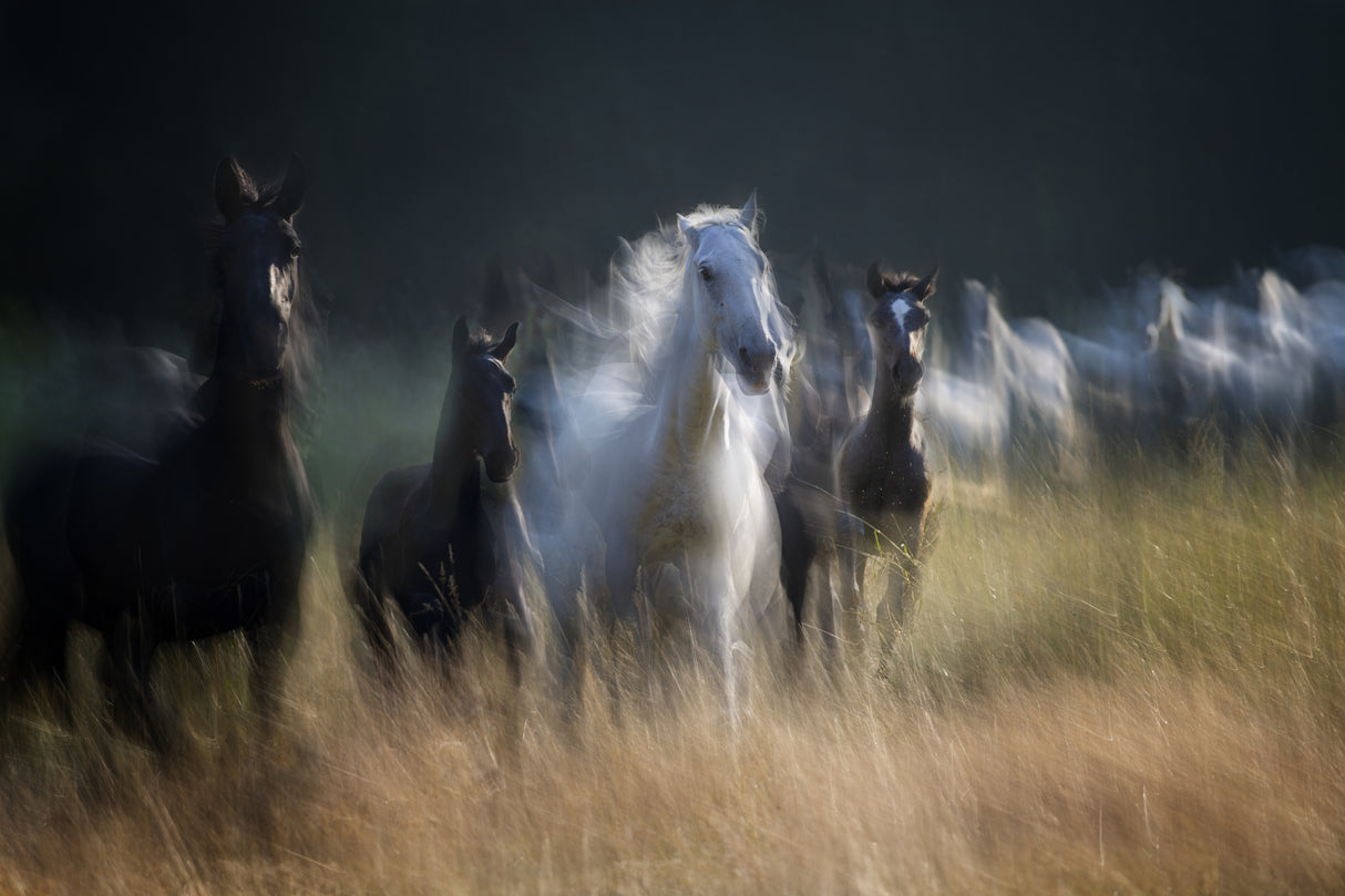 Gallop Poster och Canvastavla