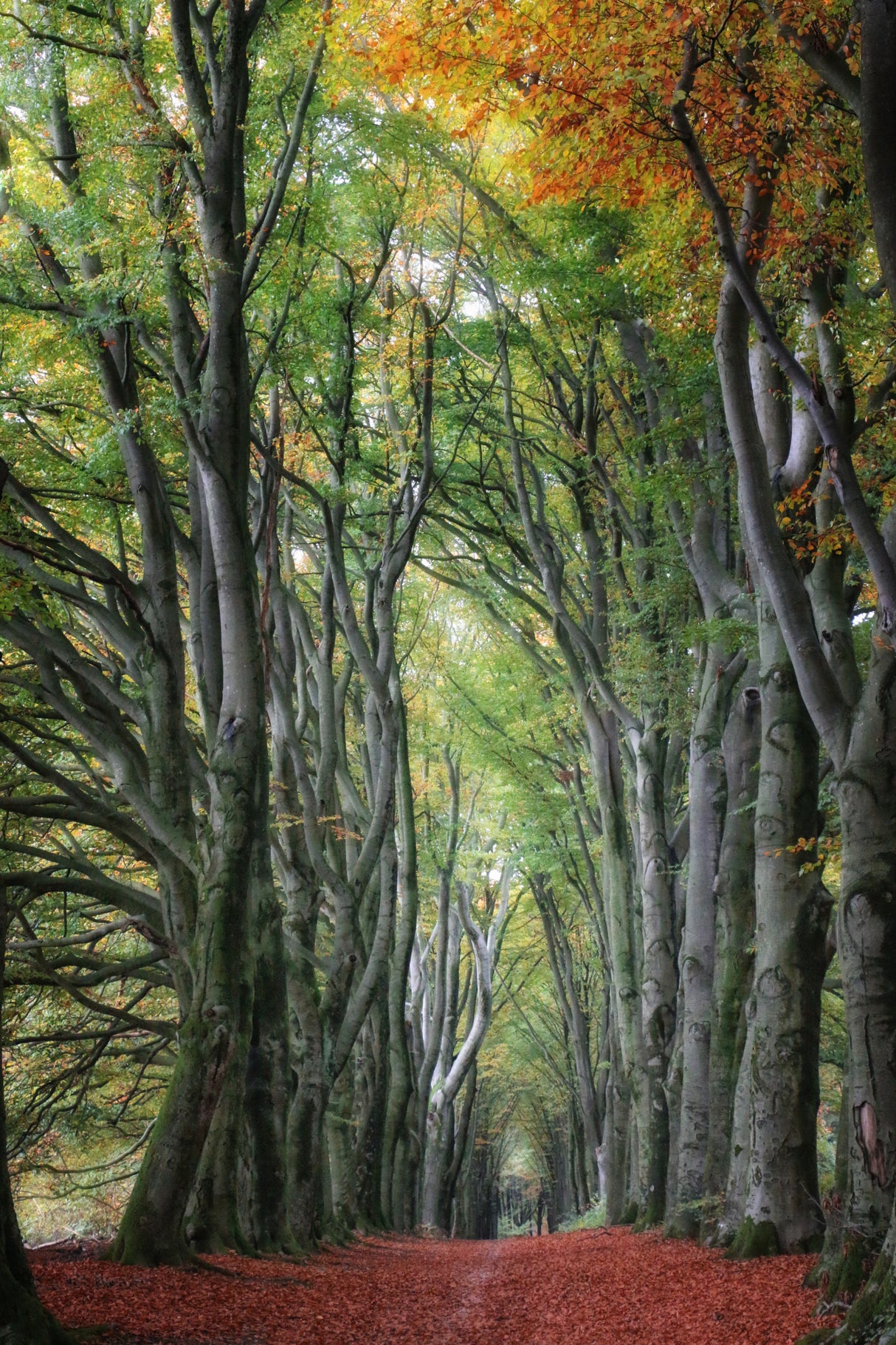 glorious beechtrees Poster och Canvastavla