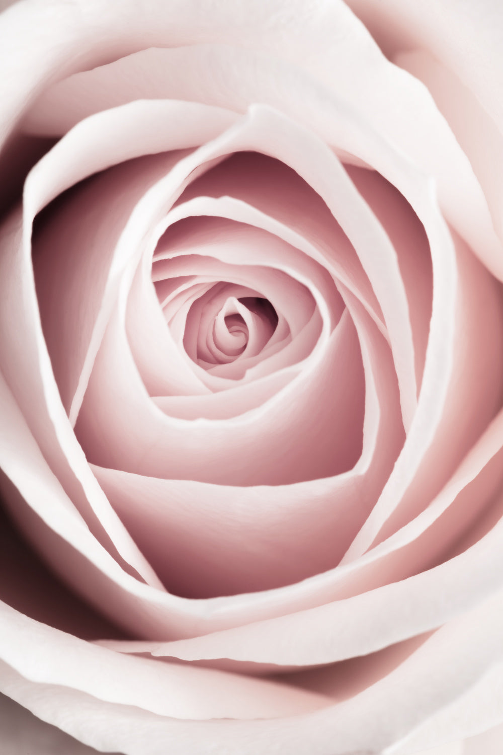 Pink Rose No 1 Poster och Canvastavla