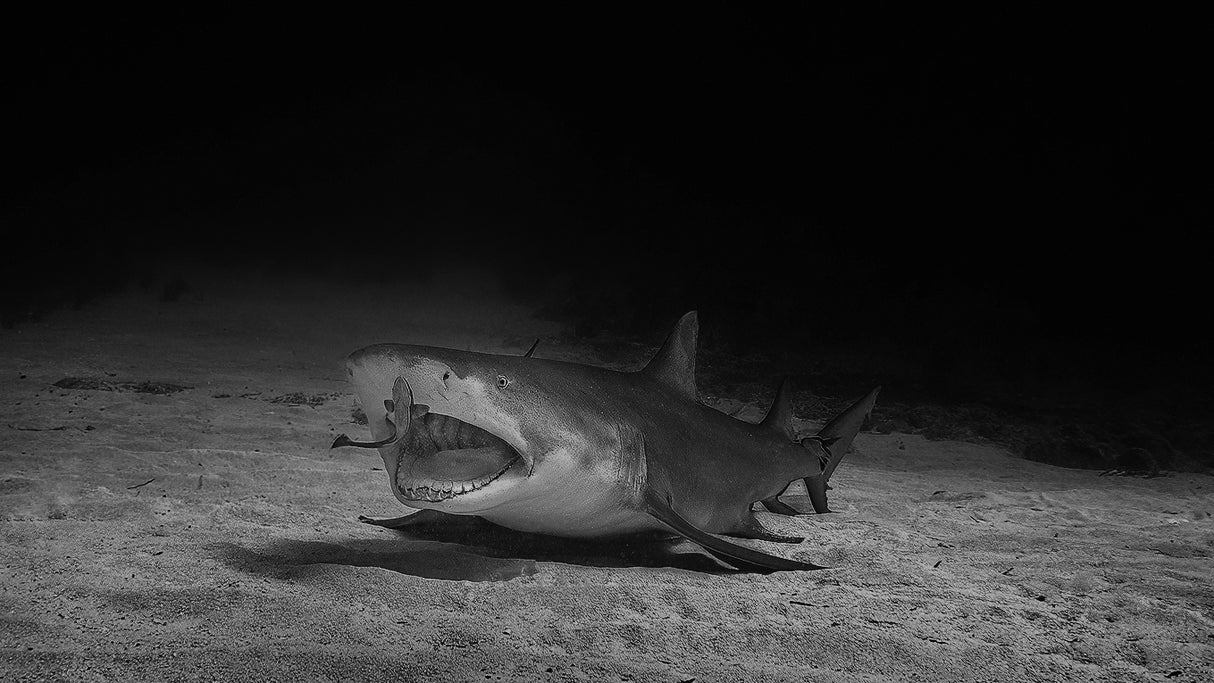 Shark is ready for it's dentist Poster och Canvastavla