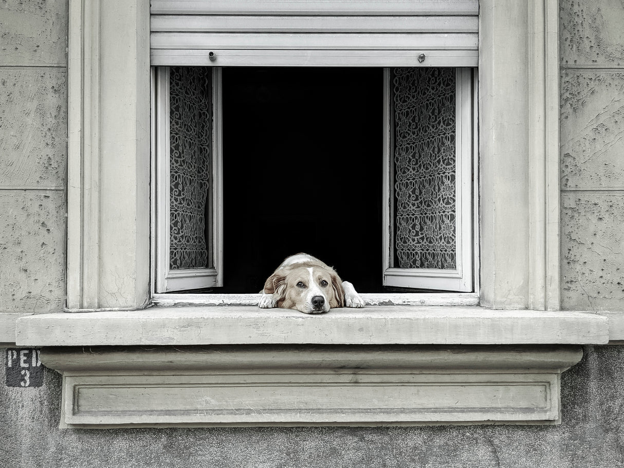 The window Poster och Canvastavla