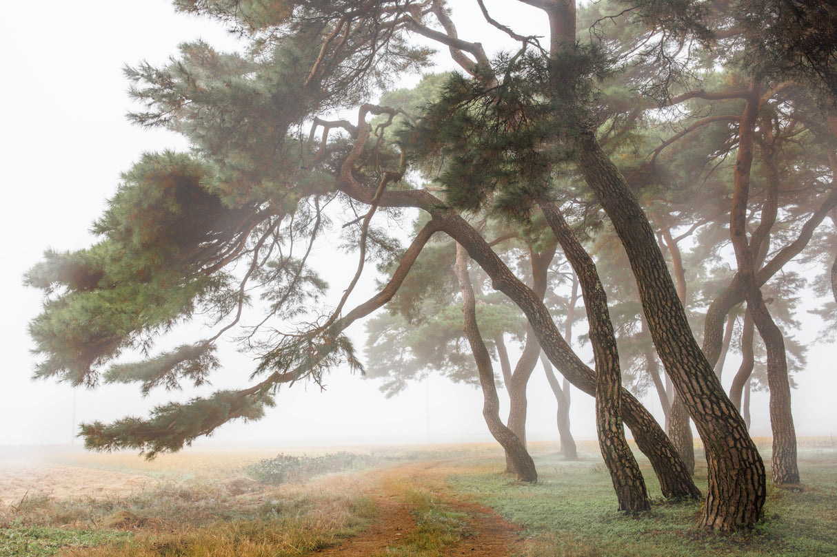 Pine Grove in Fog-2 Poster och Canvastavla
