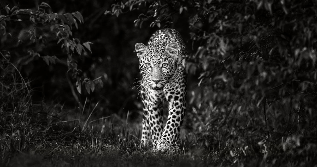 Leopard, eye to eye Poster och Canvastavla
