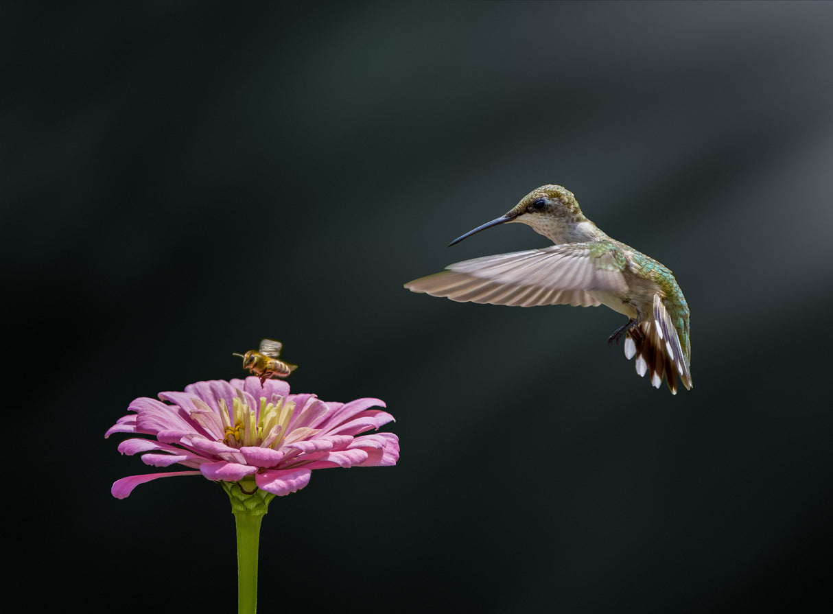 Hummingbird, bee, and flower (II) Poster och Canvastavla