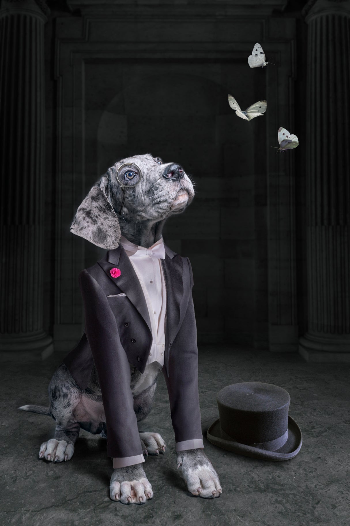 LordDog Poster och Canvastavla