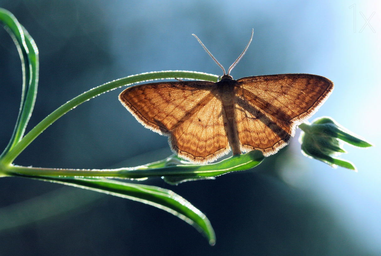 Geometer moth Poster och Canvastavla