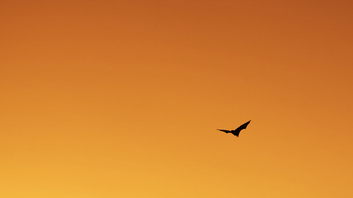 Sunset bat Poster och Canvastavla
