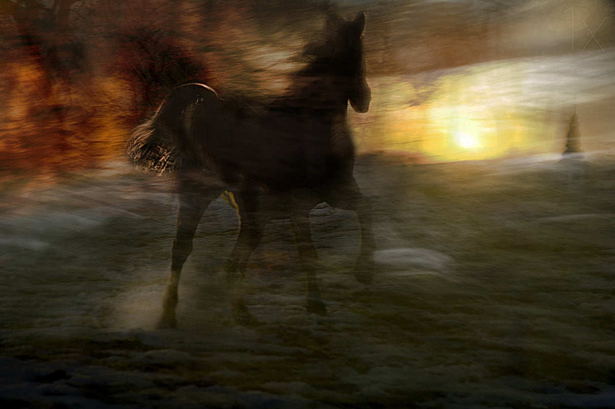 horses of fire Poster och Canvastavla