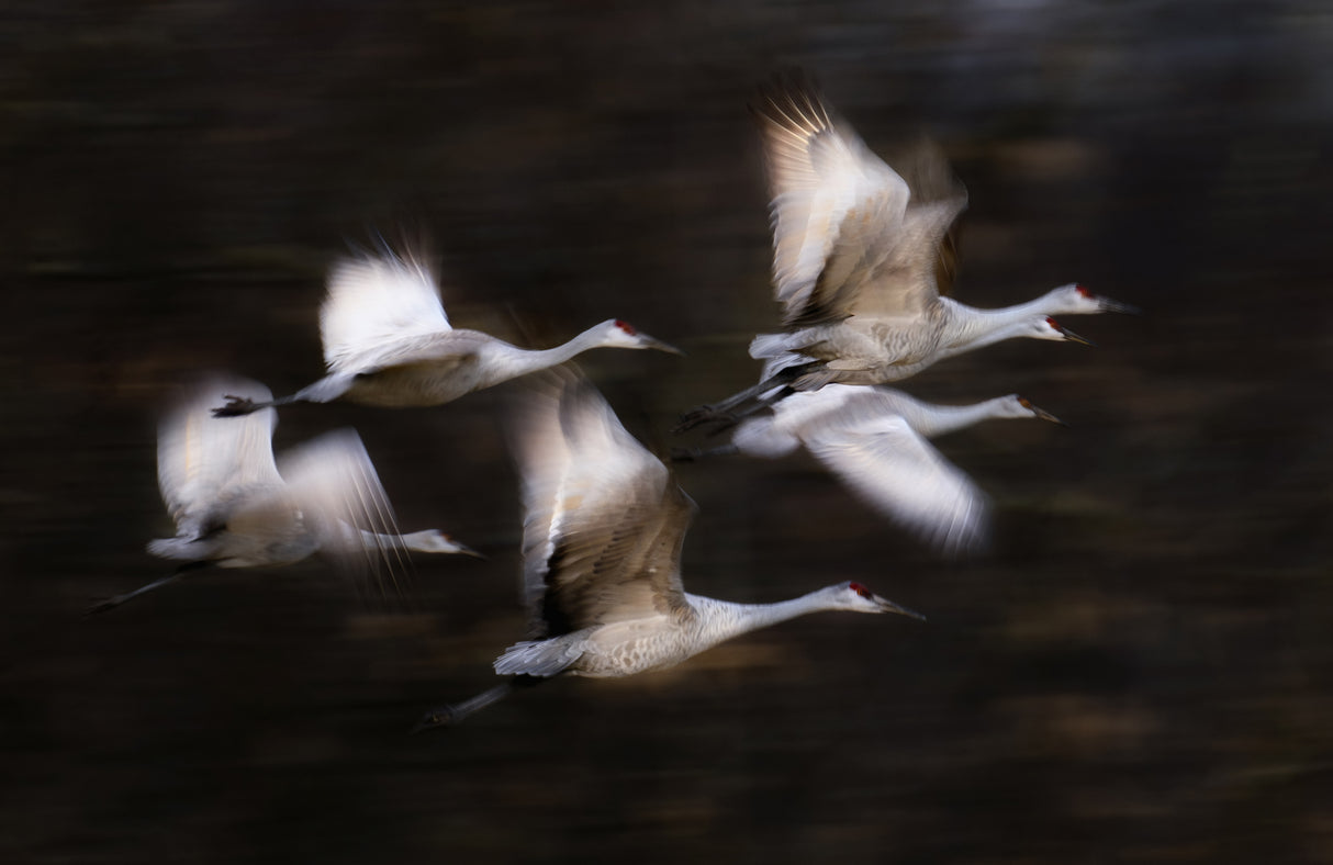 Sandy Cranes' flying motion Poster och Canvastavla