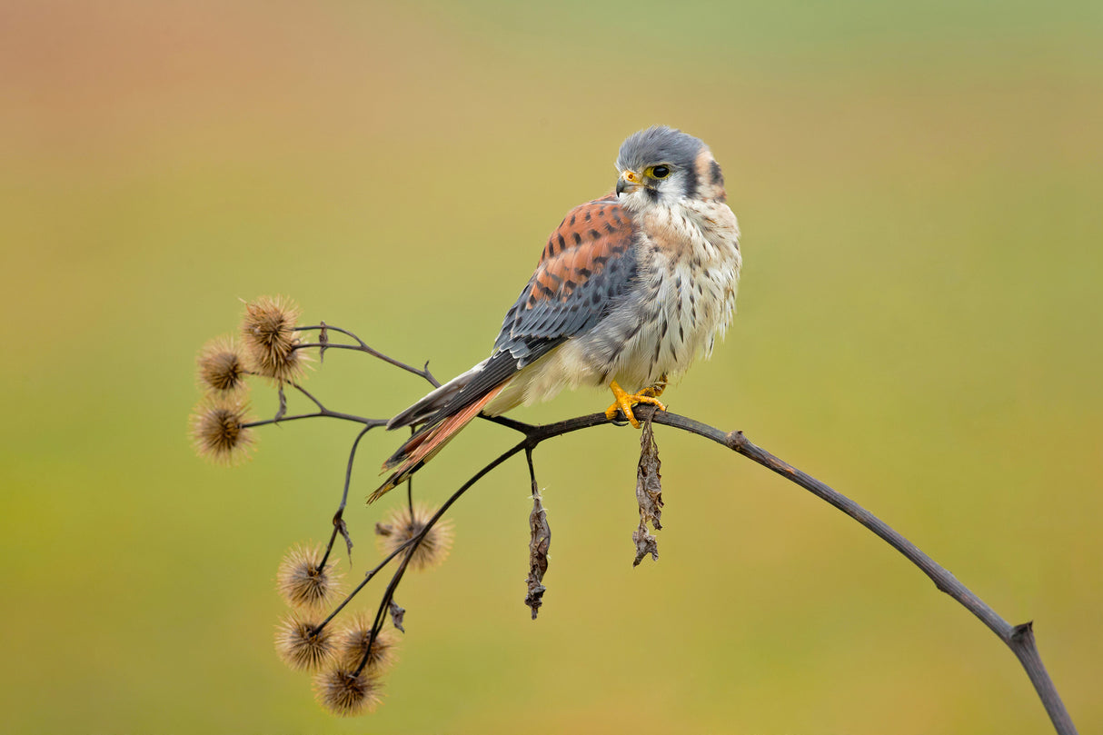 American Kestrel Poster och Canvastavla