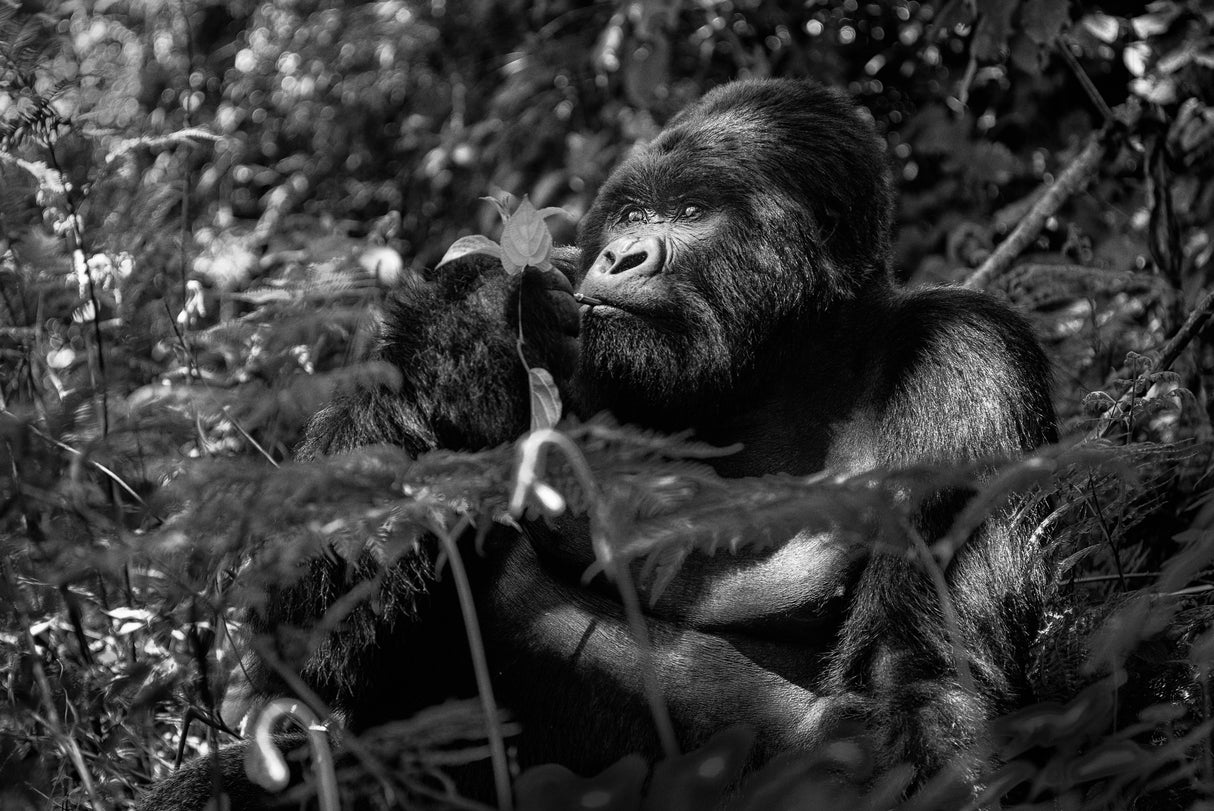 Kwitonda Silverback 2 Poster och Canvastavla