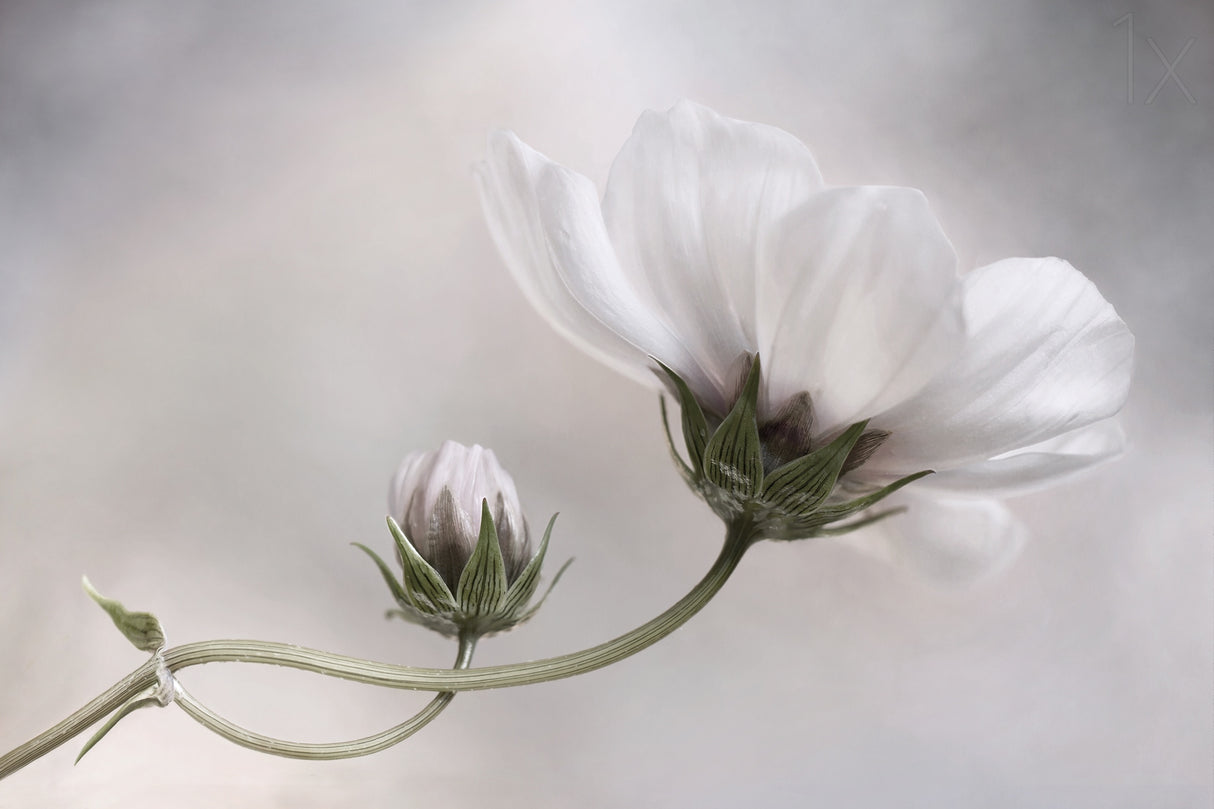 Simply Cosmos Poster och Canvastavla