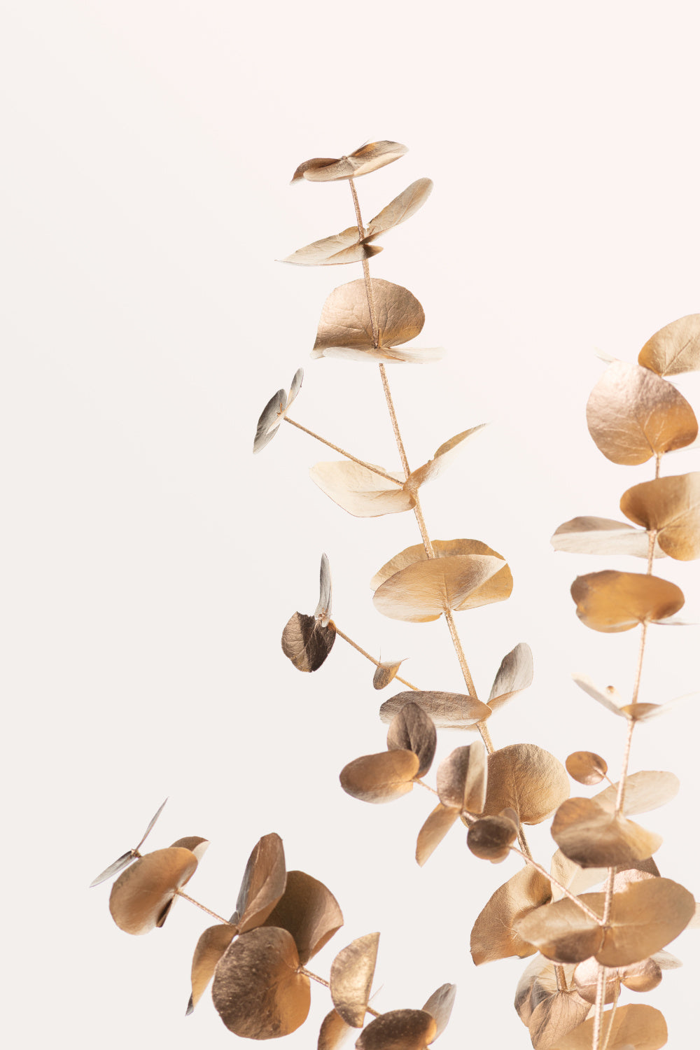 Eucalyptus Gold No 05 Poster och Canvastavla