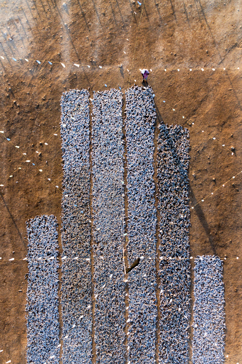 Sardine Drying Poster och Canvastavla