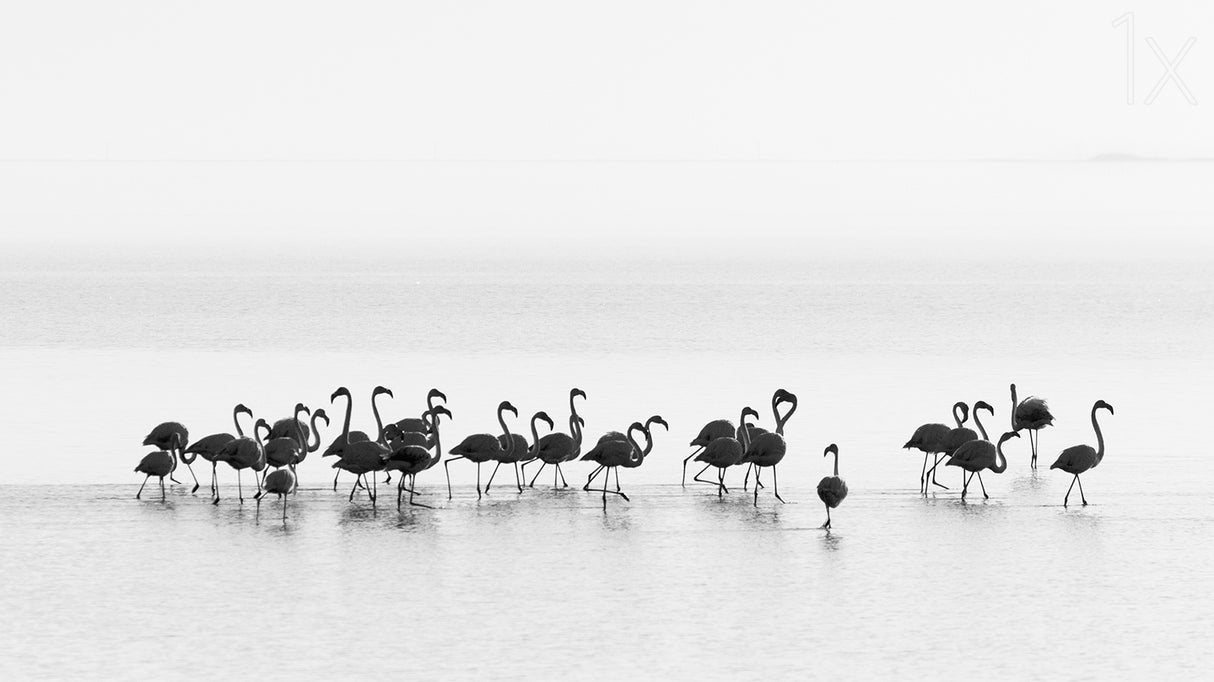 Flamingos Poster och Canvastavla