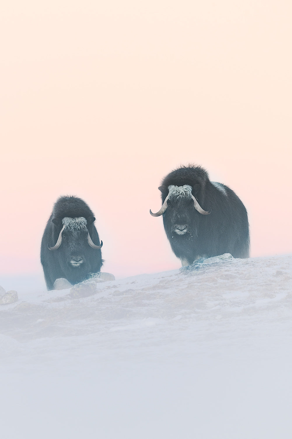 Muskox Poster och Canvastavla